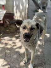 KIRSI, Hund, Mischlingshund in Rumänien - Bild 7
