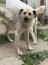 KIRSI, Hund, Mischlingshund in Rumänien - Bild 8