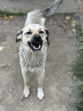 KIRSI, Hund, Mischlingshund in Rumänien - Bild 9