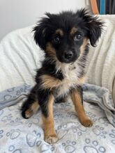 PARI, Hund, Mischlingshund in Rumänien - Bild 1