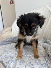PARI, Hund, Mischlingshund in Rumänien - Bild 2