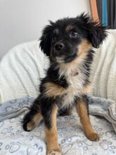 PARI, Hund, Mischlingshund in Rumänien - Bild 3