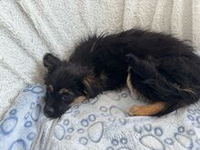 PARI, Hund, Mischlingshund in Rumänien - Bild 5