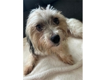 WINIE, Hund, Mischlingshund in Freilassing - Bild 1