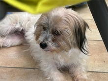 WINIE, Hund, Mischlingshund in Freilassing - Bild 2