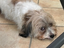 WINIE, Hund, Mischlingshund in Freilassing - Bild 3