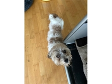 WINIE, Hund, Mischlingshund in Freilassing - Bild 4