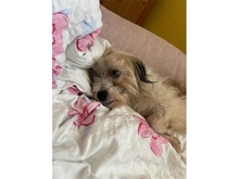 WINIE, Hund, Mischlingshund in Freilassing - Bild 5