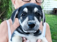 BROMBÄR, Hund, Mischlingshund in Rumänien - Bild 1