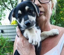 BROMBÄR, Hund, Mischlingshund in Rumänien - Bild 3