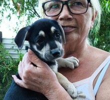 BROMBÄR, Hund, Mischlingshund in Rumänien - Bild 4