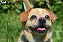 GOFRI, Hund, Mischlingshund in Donzdorf - Bild 1