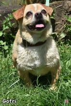 GOFRI, Hund, Mischlingshund in Donzdorf - Bild 2