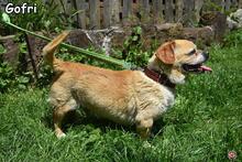 GOFRI, Hund, Mischlingshund in Donzdorf - Bild 3