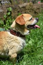 GOFRI, Hund, Mischlingshund in Donzdorf - Bild 4