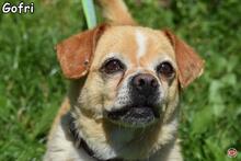 GOFRI, Hund, Mischlingshund in Donzdorf - Bild 5