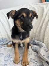 PISA, Hund, Mischlingshund in Rumänien - Bild 2