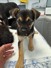 PISA, Hund, Mischlingshund in Rumänien - Bild 3