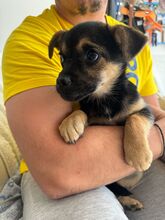 PISA, Hund, Mischlingshund in Rumänien - Bild 4