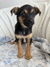 PISA, Hund, Mischlingshund in Rumänien - Bild 5