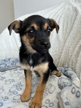 PISA, Hund, Mischlingshund in Rumänien - Bild 6