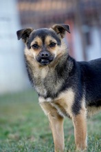 PISA, Hund, Mischlingshund in Gelsenkirchen