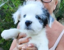 BINAH, Hund, Mischlingshund in Rumänien - Bild 1