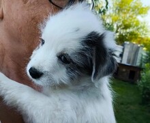 BINAH, Hund, Mischlingshund in Rumänien - Bild 3