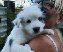 BINAH, Hund, Mischlingshund in Rumänien - Bild 4