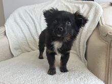 PUKA, Hund, Mischlingshund in Rumänien - Bild 2