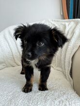 PUKA, Hund, Mischlingshund in Rumänien - Bild 3