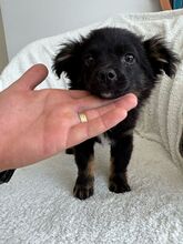 PUKA, Hund, Mischlingshund in Rumänien - Bild 4