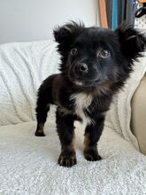 PUKA, Hund, Mischlingshund in Rumänien - Bild 5