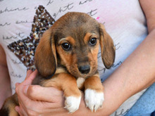 AMIGO-AMICO, Hund, Mischlingshund in Offenburg - Bild 1