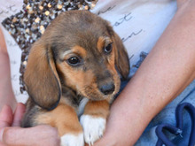AMIGO-AMICO, Hund, Mischlingshund in Offenburg - Bild 2