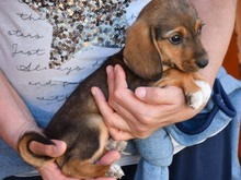 AMIGO-AMICO, Hund, Mischlingshund in Offenburg - Bild 3