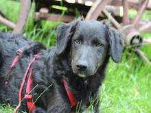 GIONONA-GIONONE, Hund, Mischlingshund in Lindlar - Bild 1