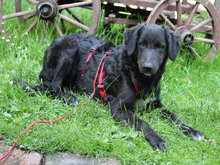 GIONONA-GIONONE, Hund, Mischlingshund in Lindlar - Bild 2
