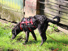 GIONONA-GIONONE, Hund, Mischlingshund in Lindlar - Bild 3