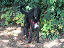 GIONONA-GIONONE, Hund, Mischlingshund in Lindlar - Bild 4