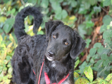 GIONONA-GIONONE, Hund, Mischlingshund in Lindlar - Bild 5