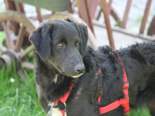 GIONONA-GIONONE, Hund, Mischlingshund in Lindlar - Bild 6