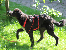 GIONONA-GIONONE, Hund, Mischlingshund in Lindlar - Bild 7