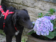 GIONONA-GIONONE, Hund, Mischlingshund in Lindlar - Bild 8