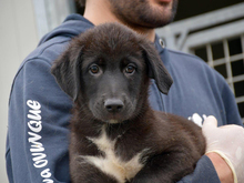 GLADIO, Hund, Mischlingshund in Eggenstein-Leopoldshafen - Bild 1