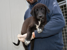 GLADIO, Hund, Mischlingshund in Eggenstein-Leopoldshafen - Bild 2