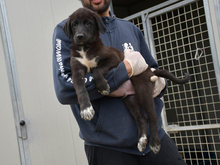 GLADIO, Hund, Mischlingshund in Eggenstein-Leopoldshafen - Bild 3