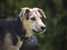 BONGO, Hund, Mischlingshund in Knittlingen - Bild 2