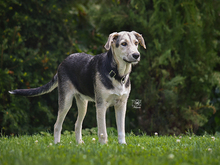 BONGO, Hund, Mischlingshund in Knittlingen - Bild 3