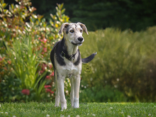 BONGO, Hund, Mischlingshund in Knittlingen - Bild 4